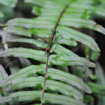 Blechnum appendiculatum