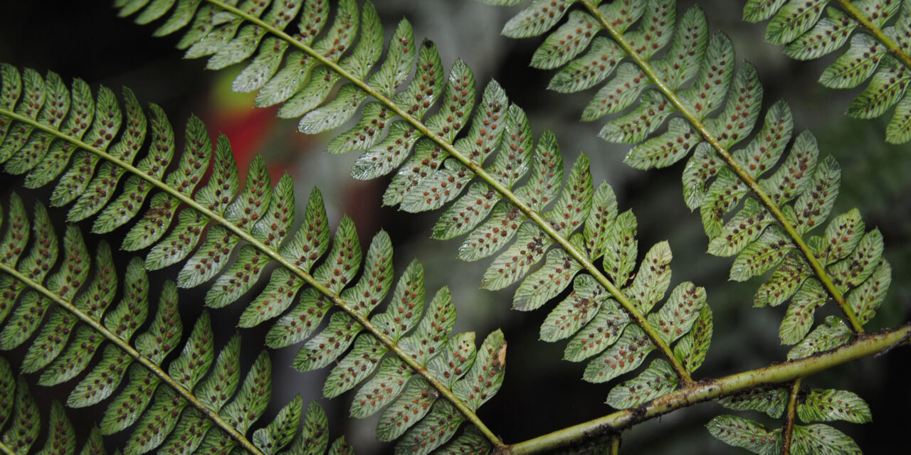 Polystichum lehmannii