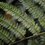 Polystichum lehmannii