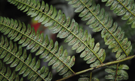 Polystichum lehmannii