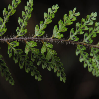 DSC_0584 (Jamesonia vellea)