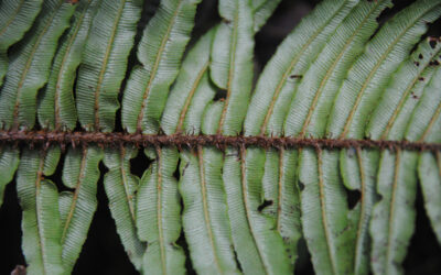 Parablechnum stipitellatum