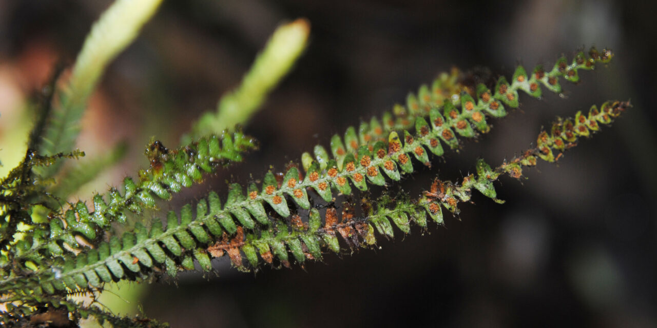 Moranopteris plicata