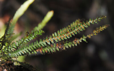 Moranopteris plicata