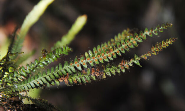 Moranopteris plicata