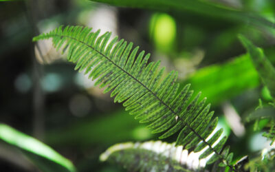 Mycopteris taxifolia