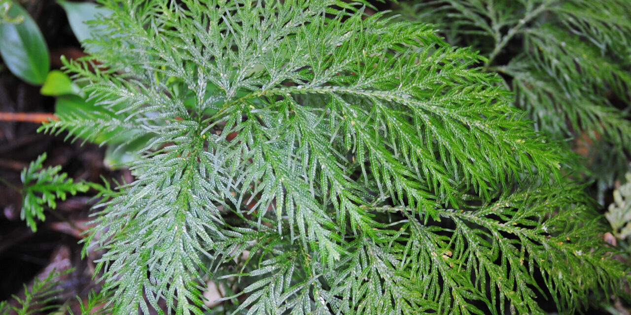 Selaginella rosea