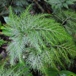 Selaginella rosea