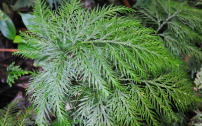 Selaginella rosea