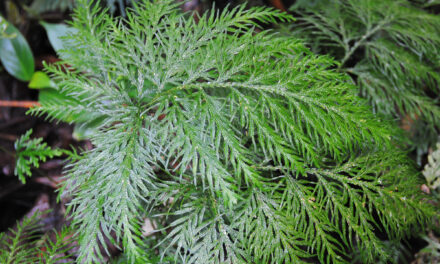 Selaginella rosea