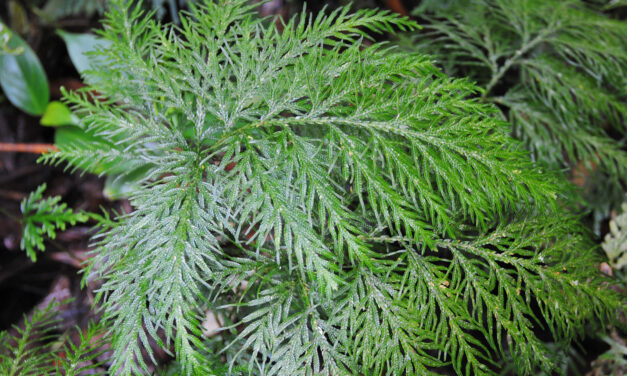 Selaginella rosea