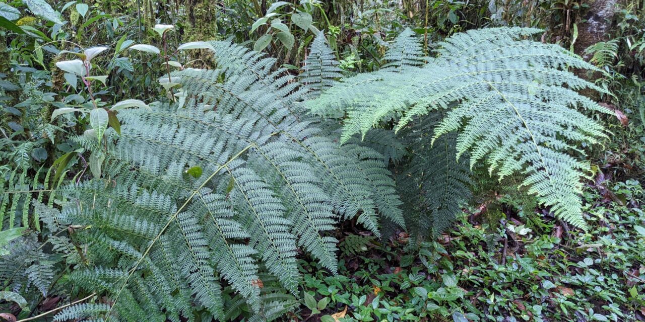 Dennstaedtia cornuta