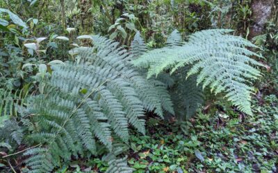 Dennstaedtia cornuta