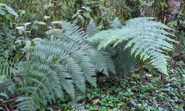 Dennstaedtia cornuta