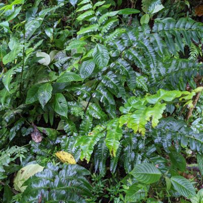 Diplazium macrophyllum – Athyriaceae – Rio Trail – San Isidro (1) (upload size) (Diplazium macrophyllum)