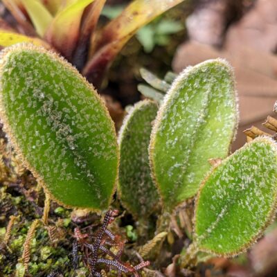 Elaphoglossum muscosum – Dryopteridaceae – Canal trail – San Isidro (1) (Elaphoglossum muscosum)