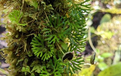 Elaphoglossum peltatum