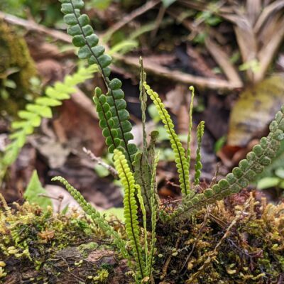 Melpomene wolfii – Polypodiaceae – Canal trail – San Isidro (2) (Melpomene wolfii)