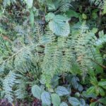 Polybotrya sp – Dryopteridaceae – Macu trail – San Isidro (4) (Polybotrya puberulenta)