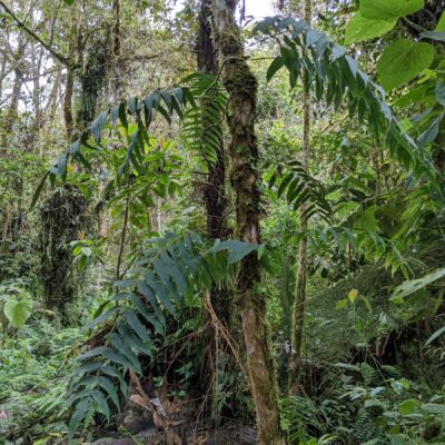 Serpocaulon fraxinifolium – Polypodiaceae – Upper Trail – San Isidro (1) (upload size) (Serpocaulon fraxinifolium)