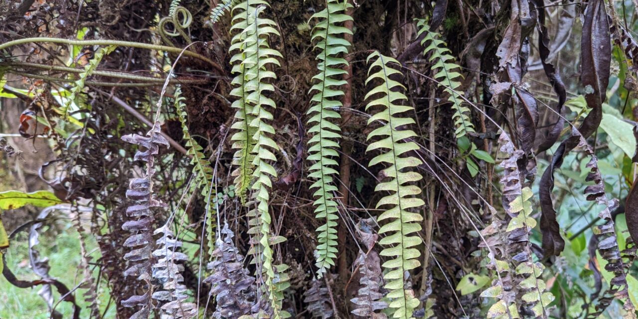 Terpsichore asplenifolia