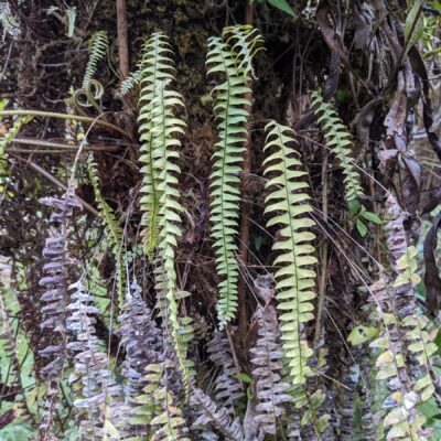 Terpsichore asplenifolia – Polypodiaceae – Canal trail – San Isidro (1) (upload size) (Terpsichore asplenifolia)