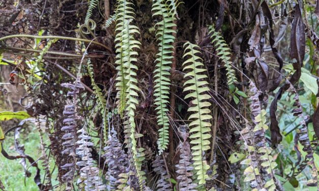 Terpsichore asplenifolia