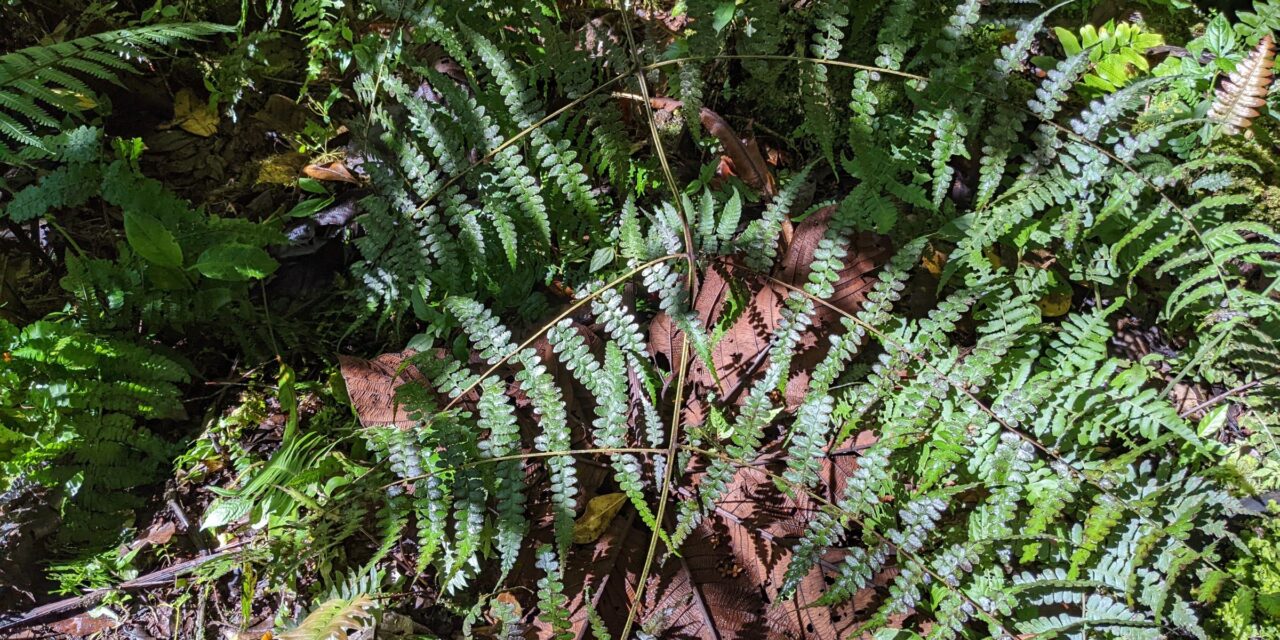 Dennstaedtia auriculatum