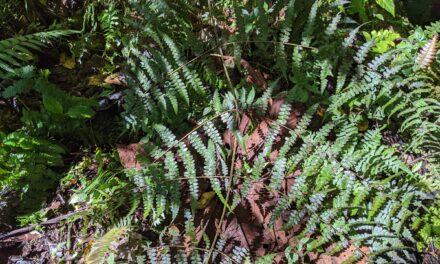 Dennstaedtia auriculatum