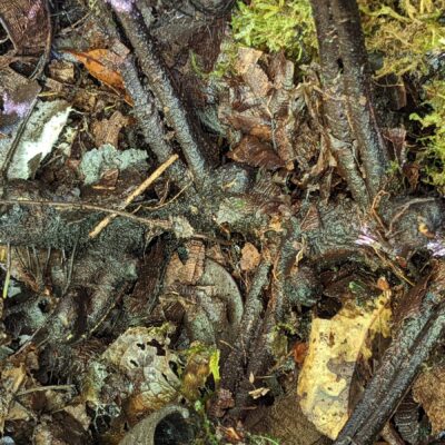 Dennstaedtia sp – Tapir trail – San Isidro (17) (Dennstaedtia auriculata)