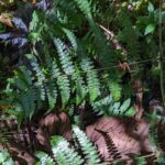 Dennstaedtia sp – Tapir trail – San Isidro (2) (Dennstaedtia auriculata)