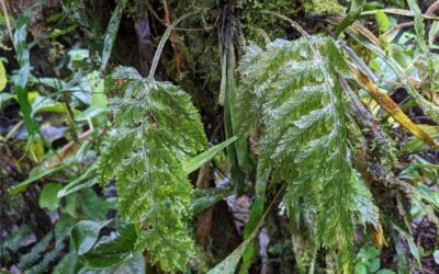 Hymenophyllum microcarpum