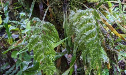 Hymenophyllum microcarpum