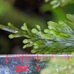Hymenophyllum microcarpum – Tapir trail – San Isidro (12) (Hymenophyllum microcarpum)
