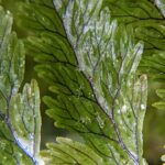 Hymenophyllum microcarpum – Tapir trail – San Isidro (4) (Hymenophyllum microcarpum)