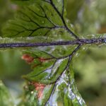 Hymenophyllum microcarpum – Tapir trail – San Isidro (5) (Hymenophyllum microcarpum)