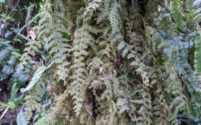 Hymenophyllum plumieri