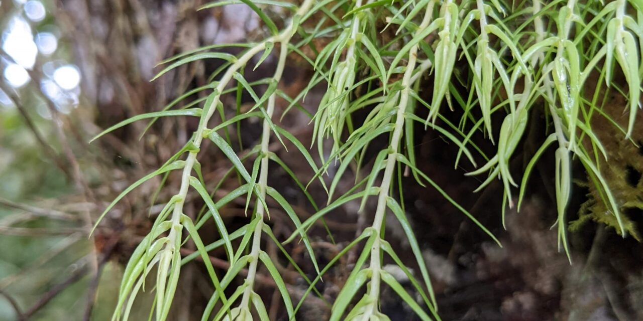 Phlegmariurus linifolius var. tenuifolius