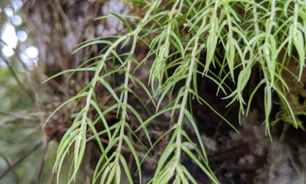 Phlegmariurus linifolius var. tenuifolius