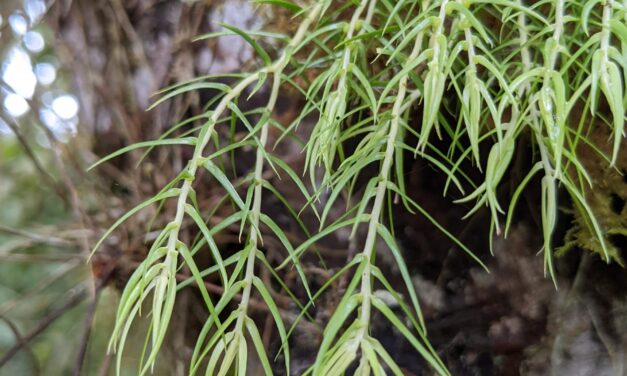 Phlegmariurus linifolius var. tenuifolius