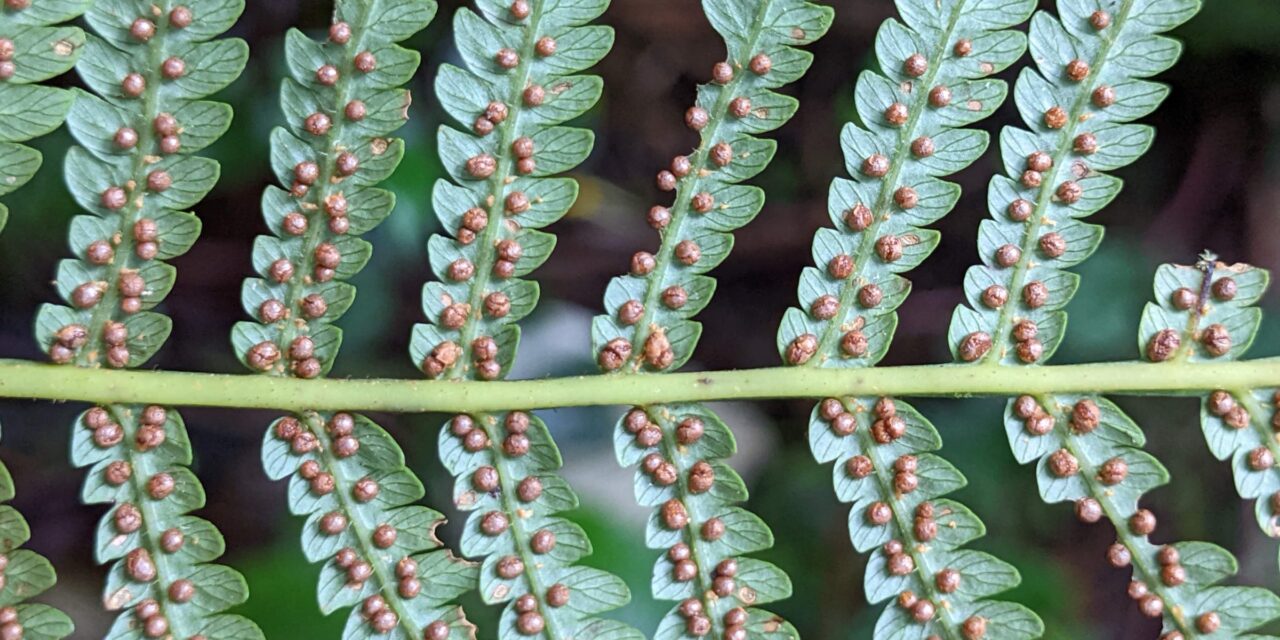 Tree Fern