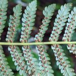 Tree Fern