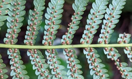 Tree Fern