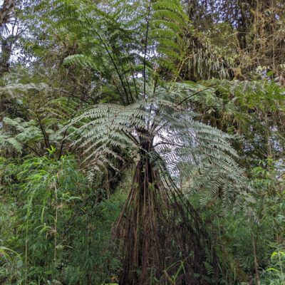 25 Semi shedding tree fern – behind shed (6) (Cyathea crenata)
