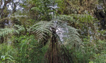 Cyathea crenata