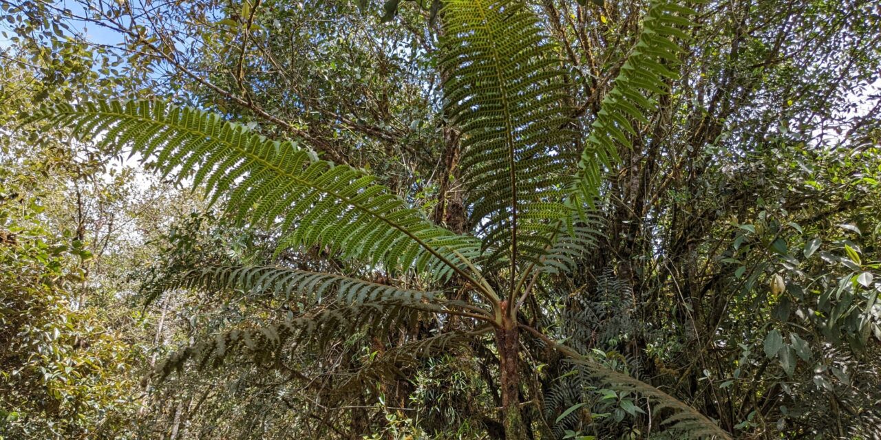 Cyathea bipinnatifida