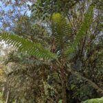 Cyathea bipinnatifida