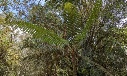 Cyathea bipinnatifida