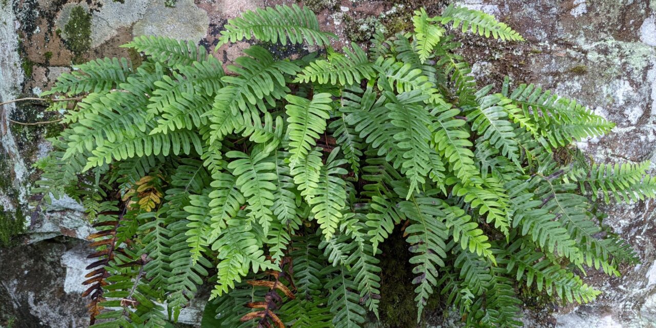 Polypodium appalachianum