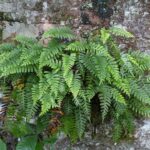 Polypodium appalachianum